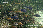 Doctorfish (Acanthurus chirurgus)